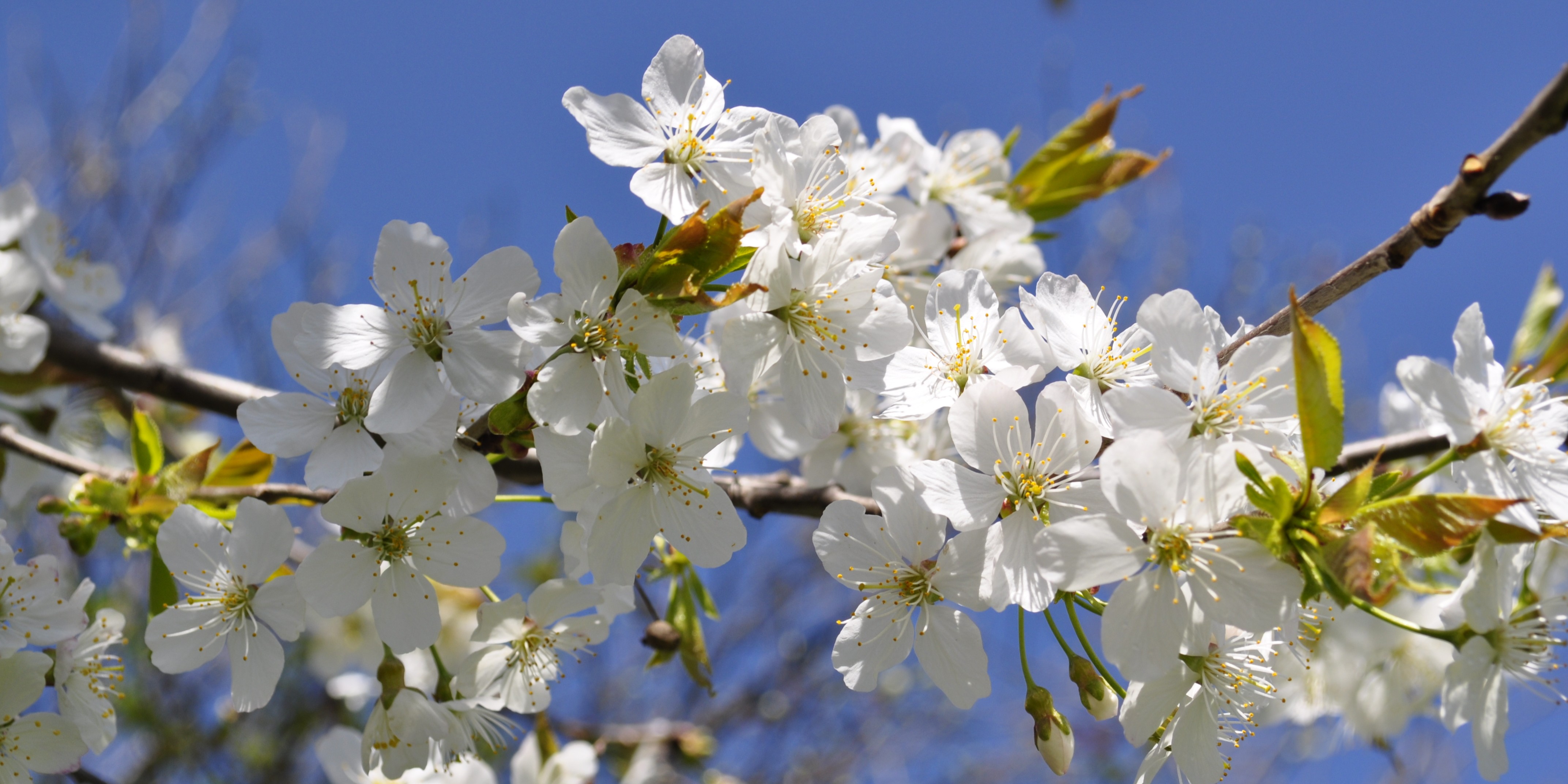hero image of flowers